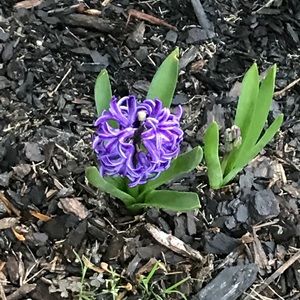 Meet your Posher, Kowanda